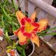 HEMEROCALLIS LAKE OF FIRE #2