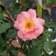 ROSA PEACHY KNOCKOUT #3