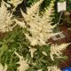 ASTILBE MOJITO #2