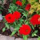 ECHINACEA DOUBLE SCOOP STRAWBERRY DELUXE  #1