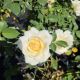 ROSA REMINISCENT CREMA #2