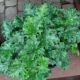 HEUCHERA APPLE CRISP #1