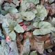 SYNGONIUM 6