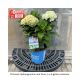 HYDRANGEA GRIN AND TONIC #2