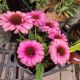 ECHINACEA SUNSEEKERS PINK GRAPEFRUIT #1