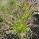 GRASS PENNISETUM GINGER LOVE #2