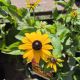 RUDBECKIA GOLDSTURM #2