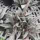 PILEA 6