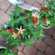 SPIGELIA  APPLE SLICES #1