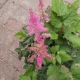 ASTILBE LITTLE VISION IN PINK #1