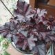 HEUCHERA SULTRY NIGHT #1