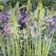 CAMASSIA MIX 6PP