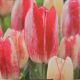 TULIP MOULIN ROUGE 7PP