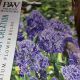 MUSCARI FANTASY CREATION 30PP