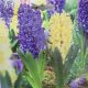  HYACINTH FAT TUESDAY MIX 5PP