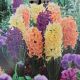  HYACINTH PINK GRAPEFRUIT MIX 5PP