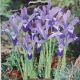 IRIS CLAIRETTE 12PP