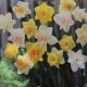 NARCISSUS TRUMPET MIX 7PP