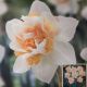 BULB NARCISSUS REPLETE 7PP
