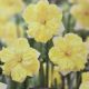 NARCISSUS BELCANTO 7PP