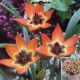 TULIP LITTLE PRINCESS 15PP