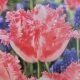 TULIP NEGLIGE 7PP