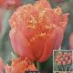 TULIP ORANGE PASSION 7PP