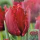 TULIP PHILLY BELLE 7PP