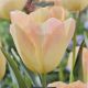 TULIP JADE MAIDEN 7PP