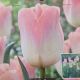 TULIP KUNYUN 7PP