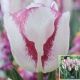 TULIP AFFAIRE 7PP