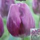 TULIP BULLIT 7PP