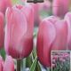 BULB TULIP FORTRESS 7PP
