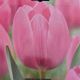 BULB TULIP LINCOLN 7PP