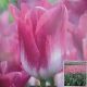 TULIP MEMPPHIS 7PP