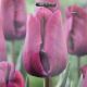 BULB TULIP PURPLE EYE 7PP
