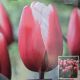 TULIP TIMELESS 7PP
