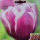 BULB TULIP TIRAMISU 7PP