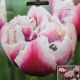 TULIP OCEAN DRIVE 7PP