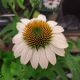 ECHINACEA POW  WOW WHITE QT