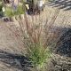 GRASS SCHIZACHYRIUM LITTLE RED FOX #2
