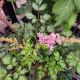 ASTILBE SUPER SPRITE #1