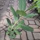 FICUS 6