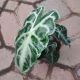 ALOCASIA 4