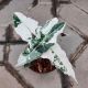 ALOCASIA 4