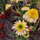 ECHINACEA FRIED EGG #1
