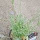 LAVANDULA PROVENCE #1.5