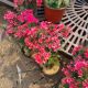 PHLOX PAN. EARLY RED #1