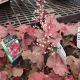 HEUCHERA LAVA LAMP #1