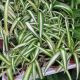 SPIDER PLANT 2.5